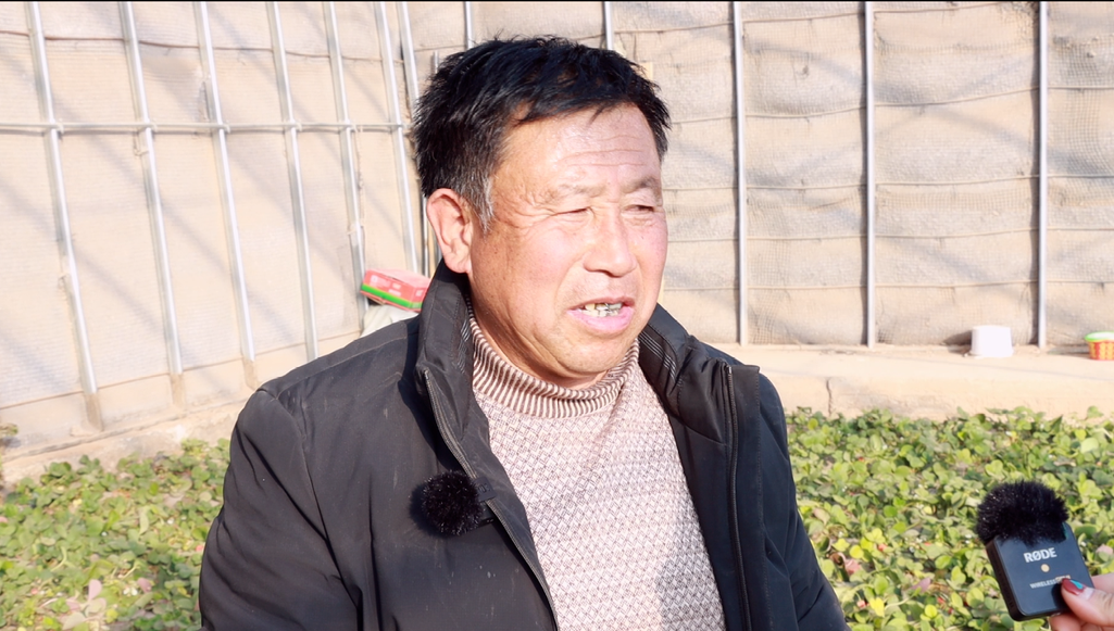双湾镇陈家沟村草莓采摘园种植户 时善军