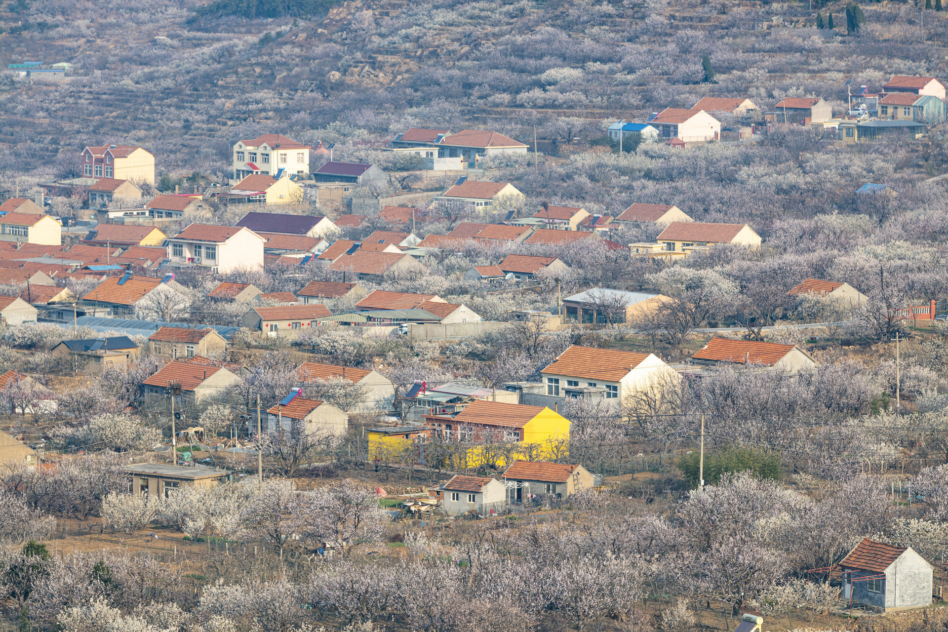 青岛第三批美丽村居建设市级试点名单公布 10个村入选