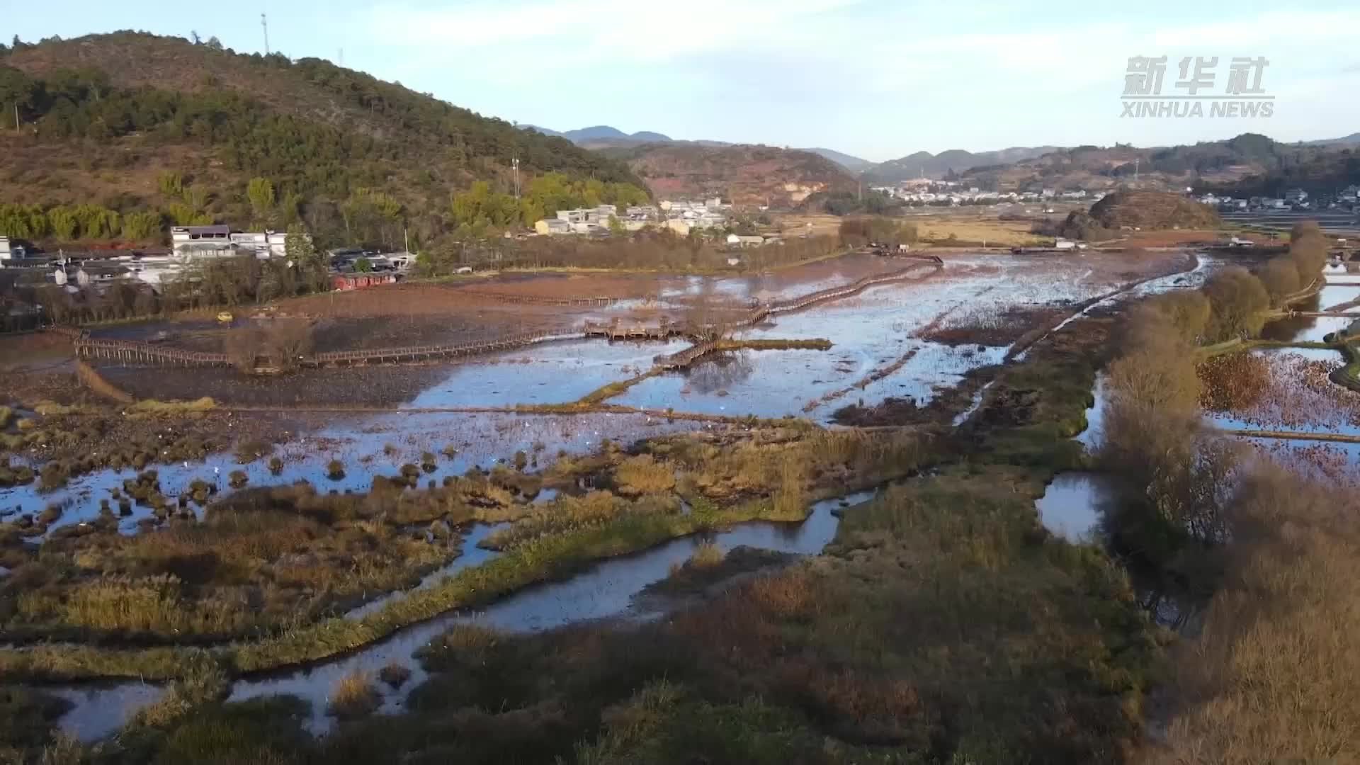 千城胜景｜云南施甸：枯荷傲寒霜 候鸟舞冬韵