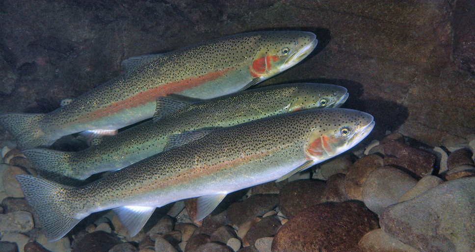 河狸的生态作用不可小觑，美国科学家曾经成功利用“河狸水坝”提高了虹鳟的数量、存活率和繁殖率（图片来源：Oregon State University - CC BY-SA 2.0）