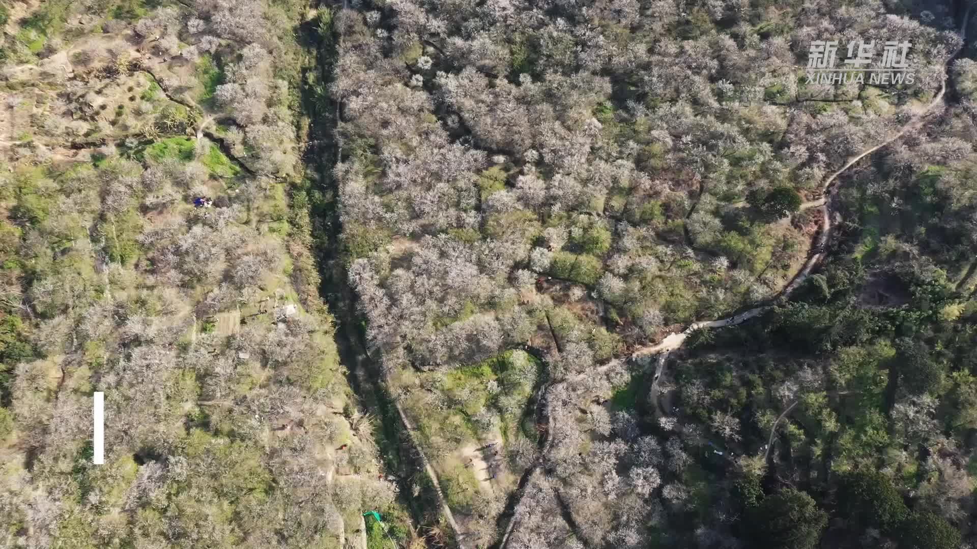 福州永泰：梅花飘香迎客来