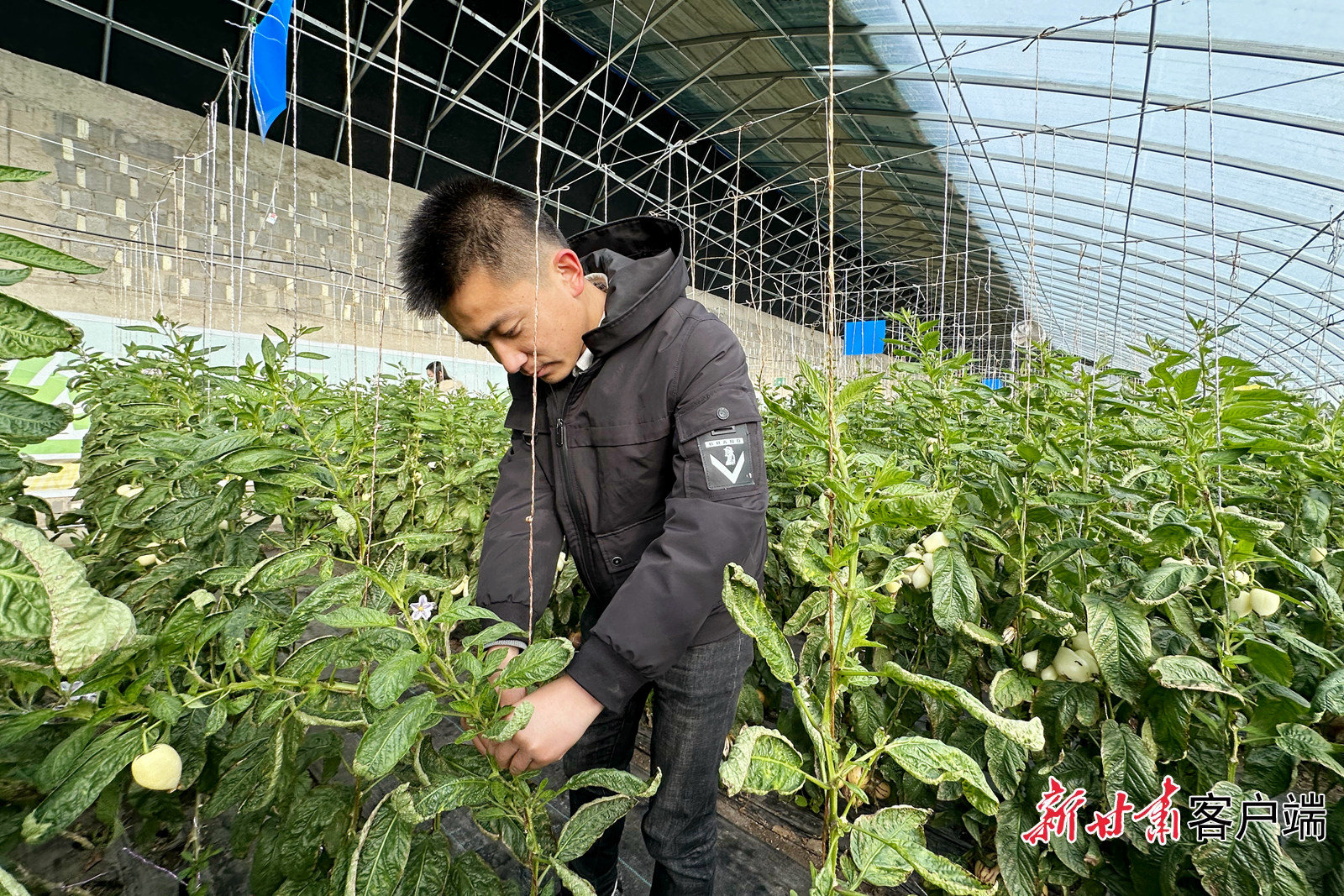 “90后”大学生技术员付天泽侍弄自己种植的人参果 董文龙 摄