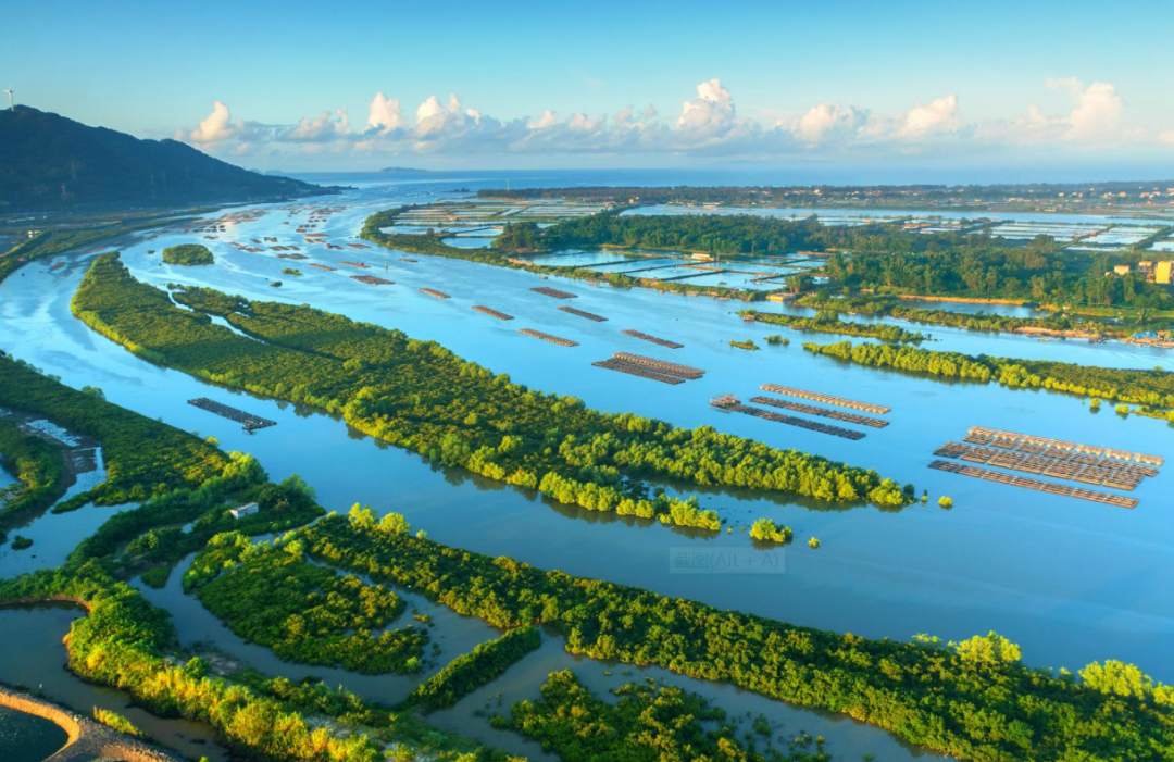 ▲广东阳东寿长河红树林国家湿地公园