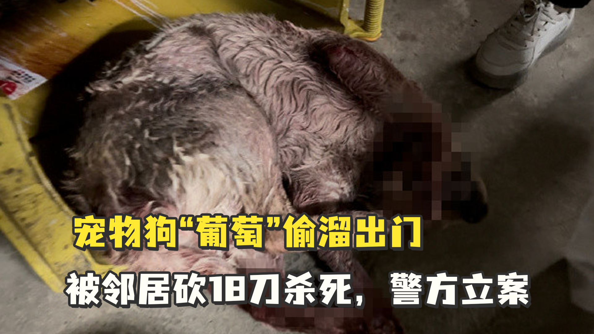 宠物狗“葡萄”偷溜出门，被邻居砍18刀杀死，警方立案