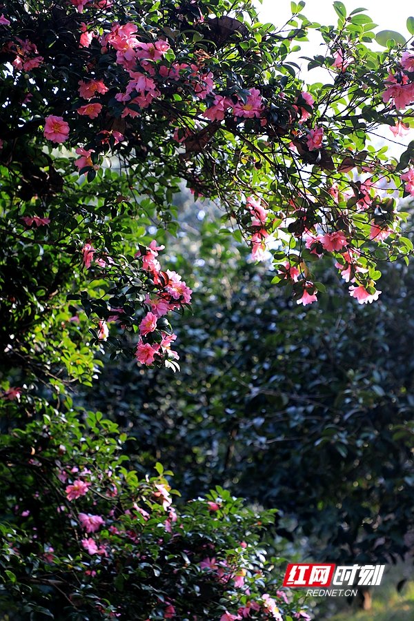 3P8A9029.JPG