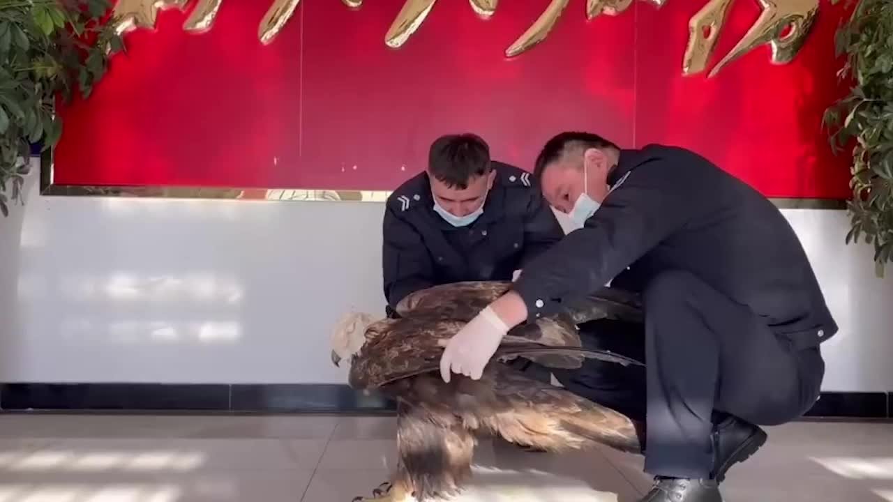 移民管理警察救助野生金雕