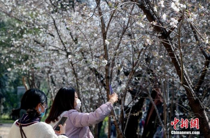 资料图：图为2021年游客在武汉大学樱花大道上拍摄盛开的樱花。中新社记者 张畅 摄