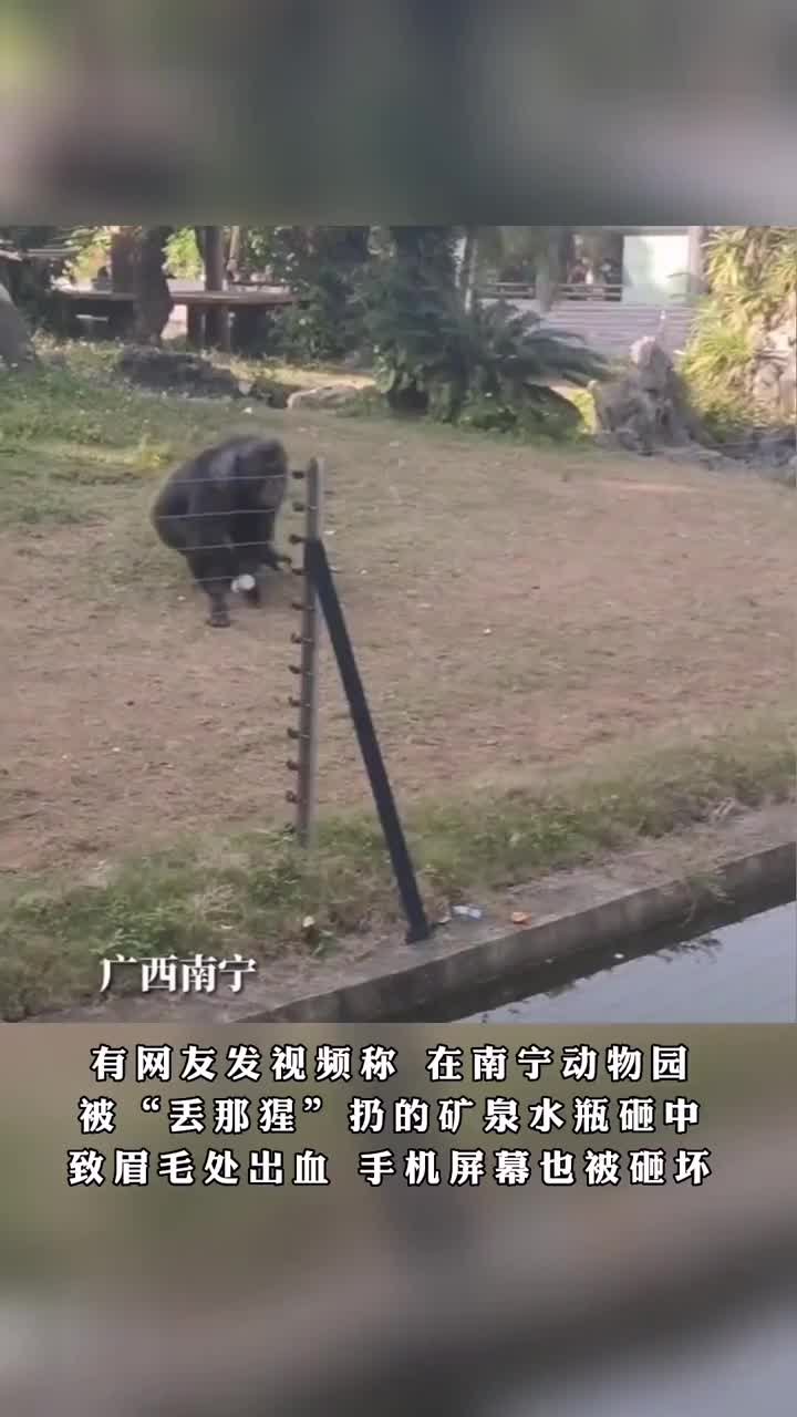 “丢那猩”扔矿泉水瓶砸中游客，南宁动物园：它的防卫举动