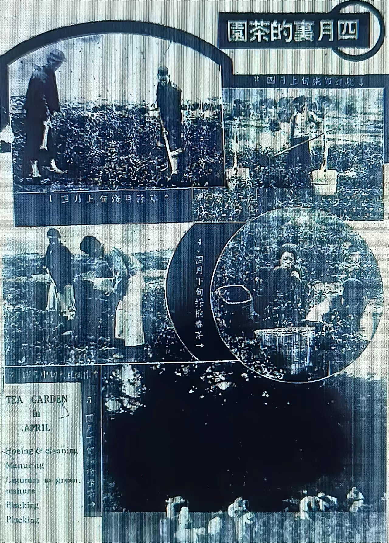 民国时期的茶园情景    引自《茶报》1(19589509)-20230124090516.jpg