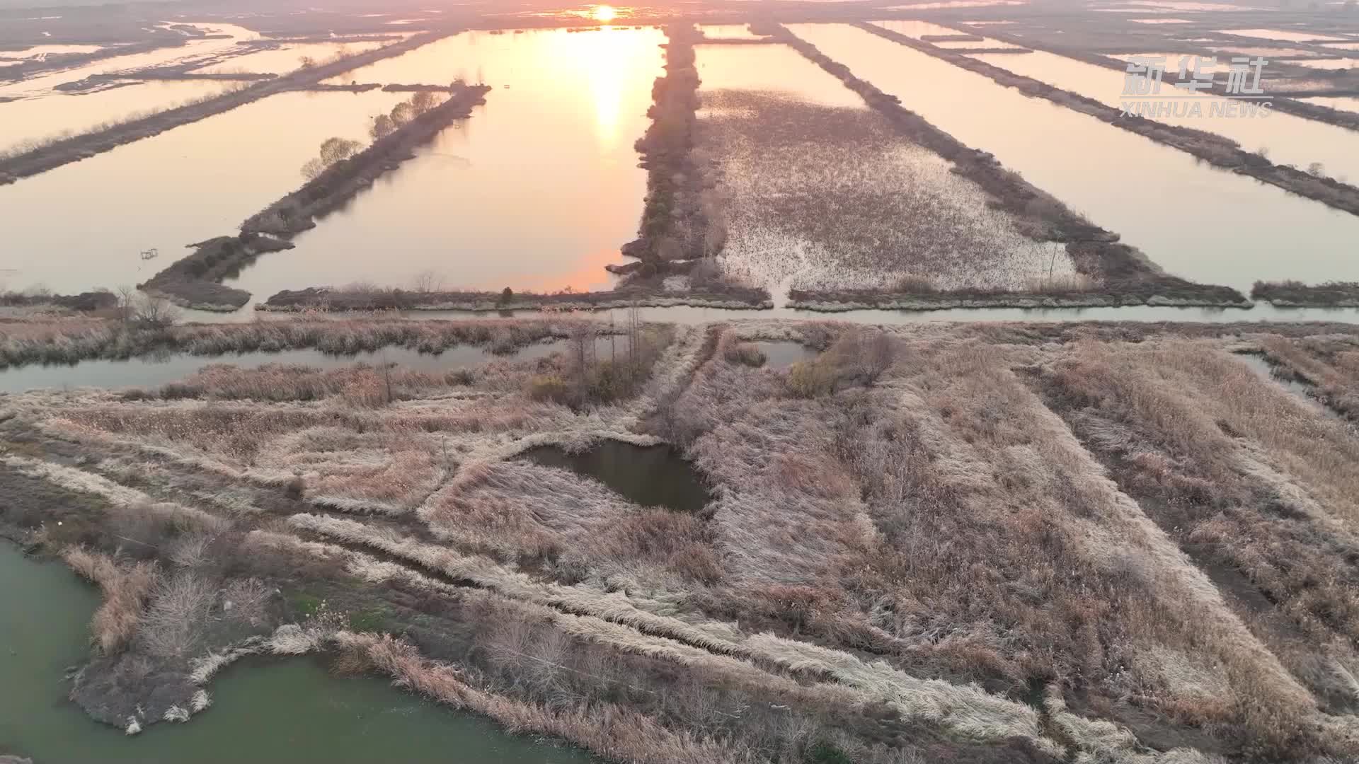 江苏兴化：里下河湿地候鸟舞翩跹