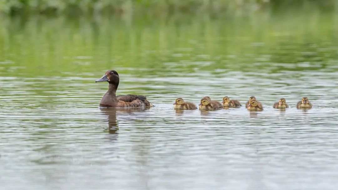 7. 湖北公安崇湖国际重要湿地