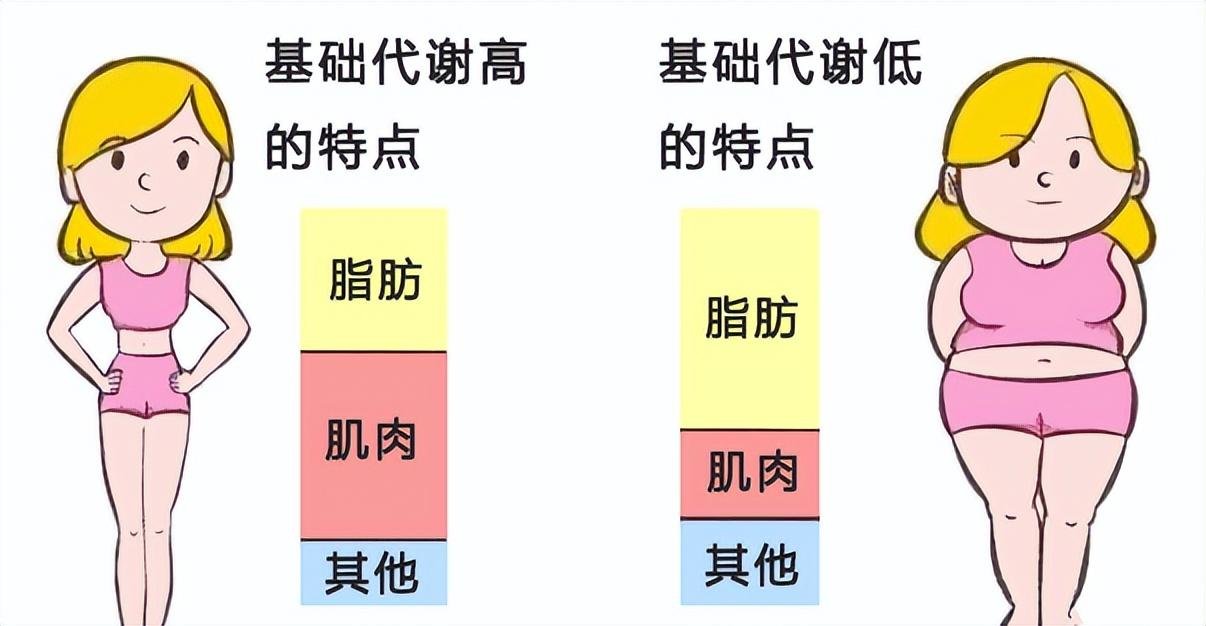 为什么不胖的人也会有小肚子？亚洲人多以腹型肥胖为主,腹型肥胖,小肚子,内脏脂肪,健康风险,为什么肚子大,瘦人小肚子原因,第1张