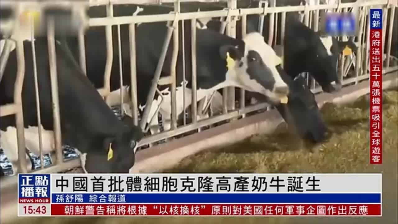 中国首批体细胞克隆高产奶牛诞生