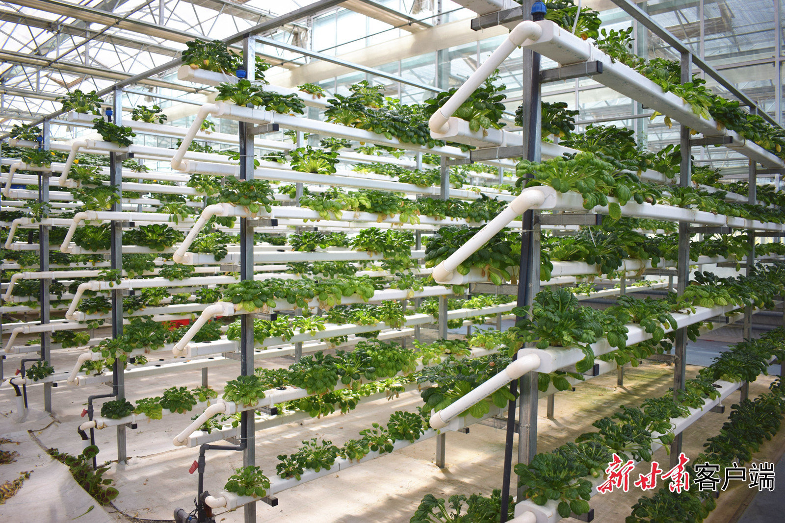 园区内采用无土化培育的蔬菜郁郁葱葱