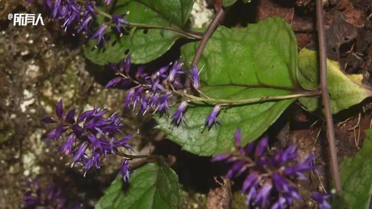 湖北西南山区发现全球新物种武陵腹水草