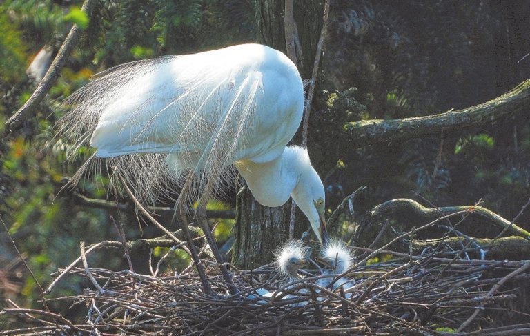2022年5月3日,位于南昌市新建区的象山森林公园,破壳不久的白鹭雏鸟,嗷嗷待哺。