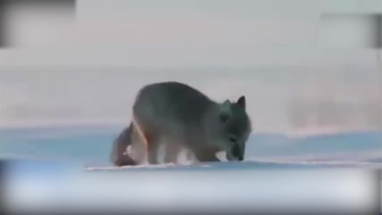 可可爱爱！摄影爱好者在内蒙古拍到两只沙狐雪地觅食玩耍