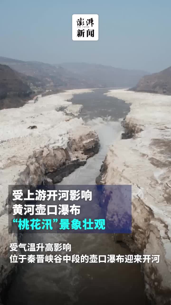 受上游开河影响，黄河壶口瀑布“桃花汛”景象壮观