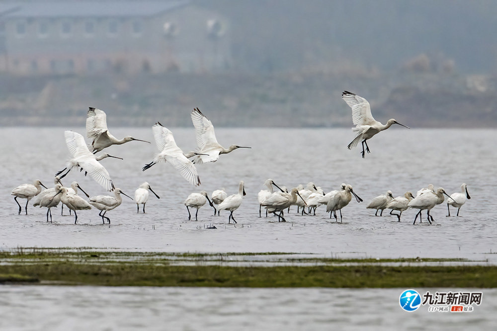 湖口县：鄱湖湿地成候鸟乐园（图）