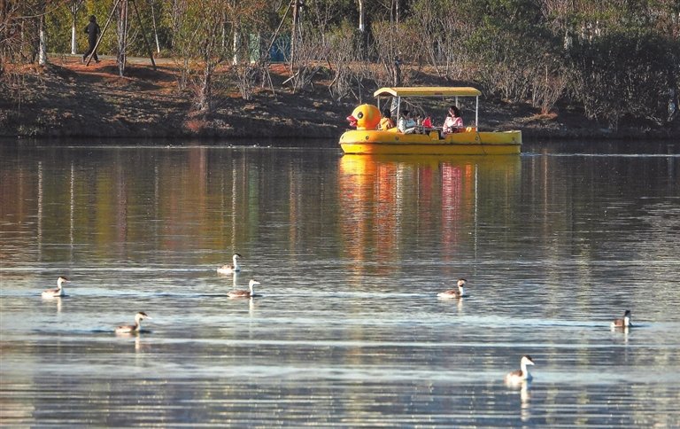 2023年1月30日,位于南昌市青云谱区的象湖湿地公园,游客乘坐的游船从凤头鷉鸵群中经过,一幅人鸟和谐的美丽景象。