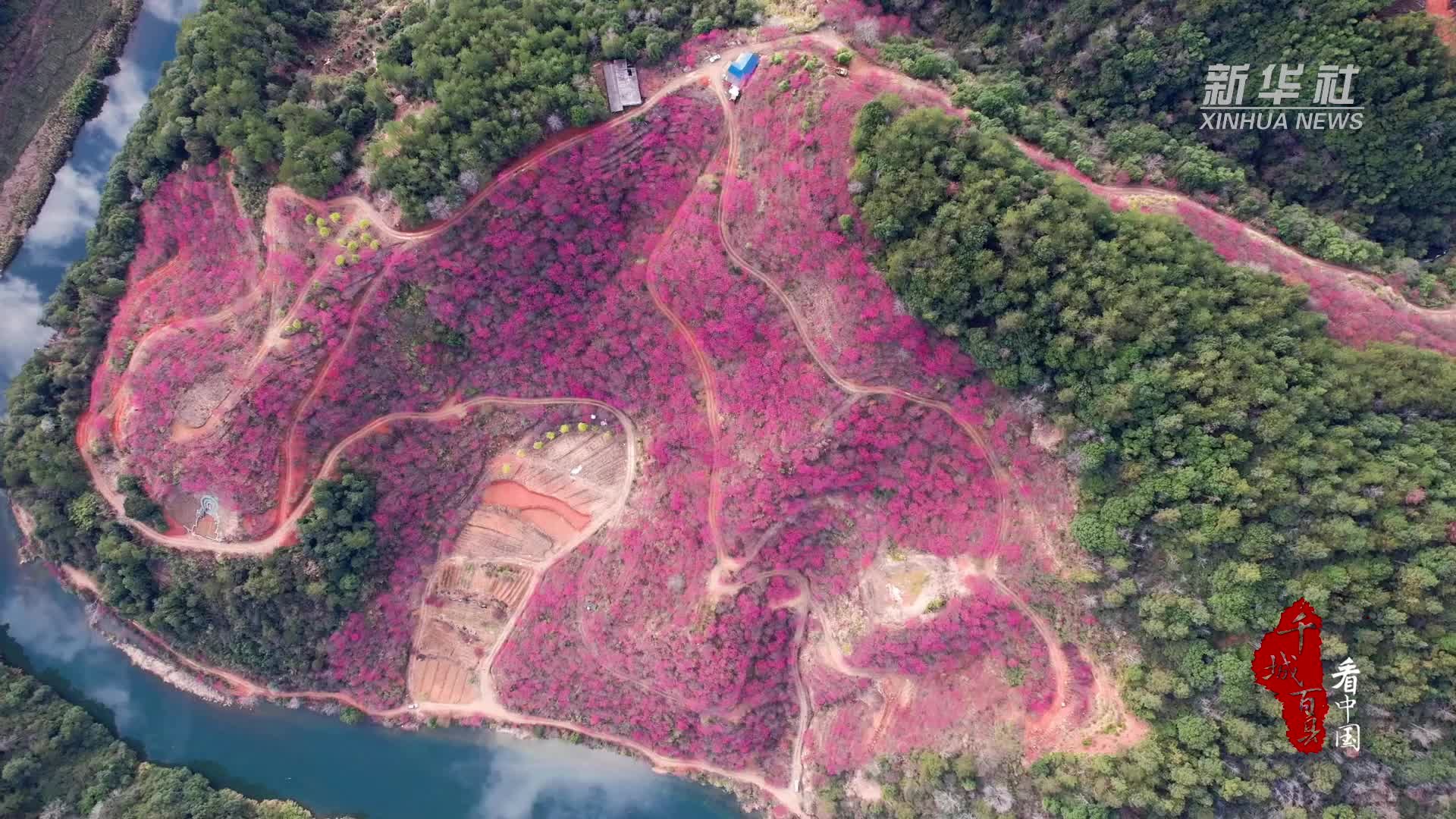 千城百县看中国｜福建德化：繁花点点沐春风