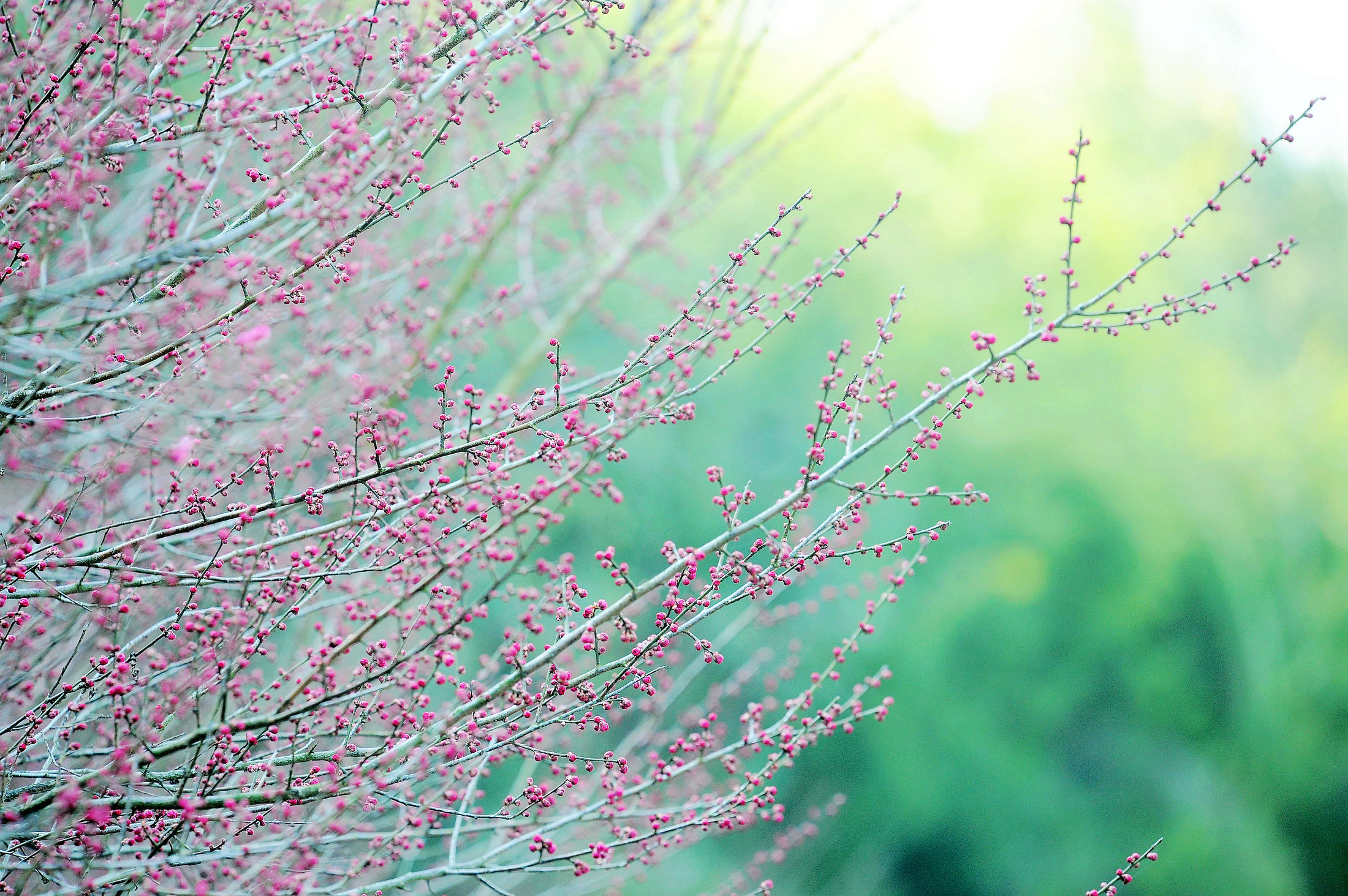 汝水森林公园梅花绽放