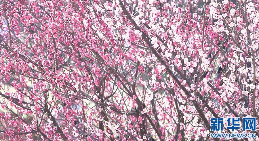 赣州市经开区金凤梅园内梅花盛开。新华网发 郭先明 摄
