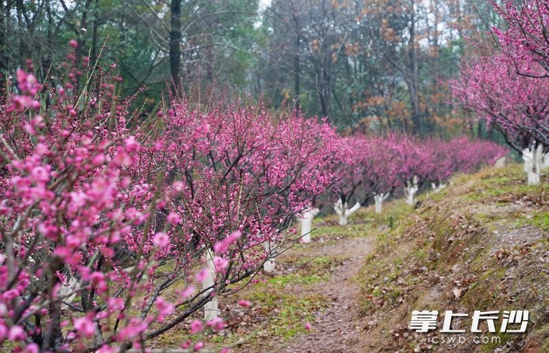 梅园内，一颗颗梅花树整齐排列，争相绽放。 长沙晚报全媒体记者 易亿 摄