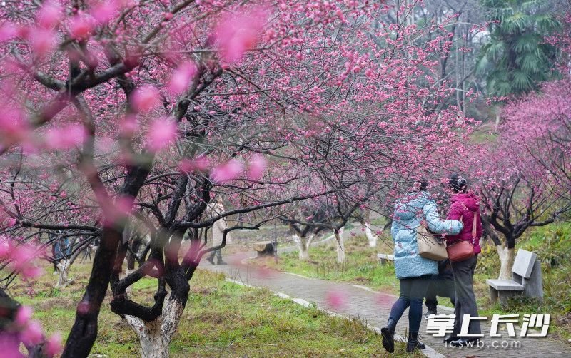 阴冷的天气丝毫不能阻挡市民游客赏花的热情。 长沙晚报全媒体记者 易亿 摄