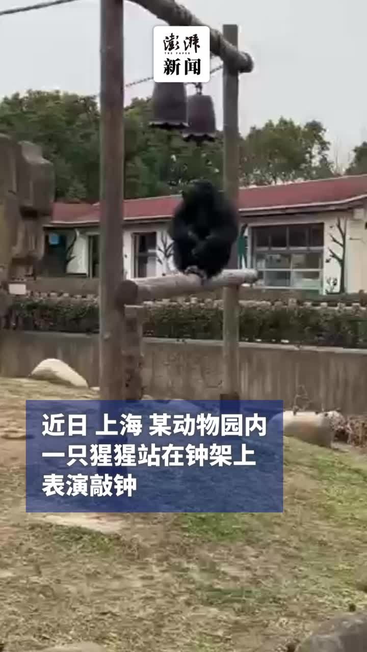 动物园猩猩表演撞钟，还“示意”观众鼓掌