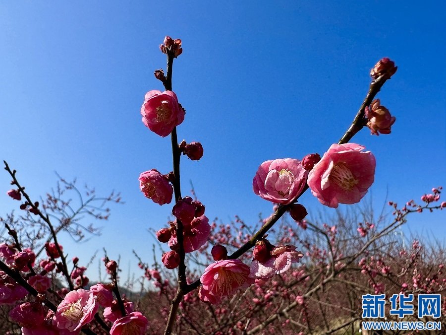 江西省上犹县南湖国家湿地公园梅花绽放。新华网发 吴雅薇 摄