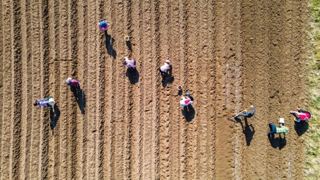 1月30日,在浙江省金华市金东区澧浦镇上宅村马铃薯种植基地,当地农民在进行新品种马铃薯播种 图源:新华社