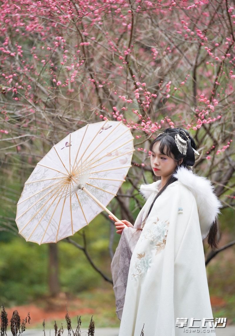 梅花与汉服的搭配，成为国风爱好者打卡的首选项。 长沙晚报全媒体记者 易亿 摄