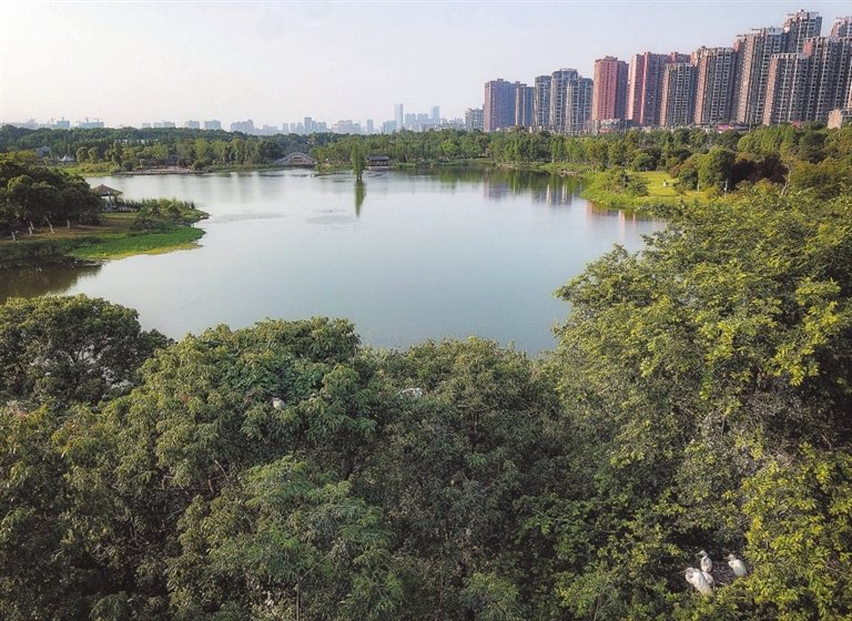 位于南昌市青云谱区的象湖湿地公园,“藏”在枝头休憩的白鹭,和远处的高楼、拱桥相映成趣。