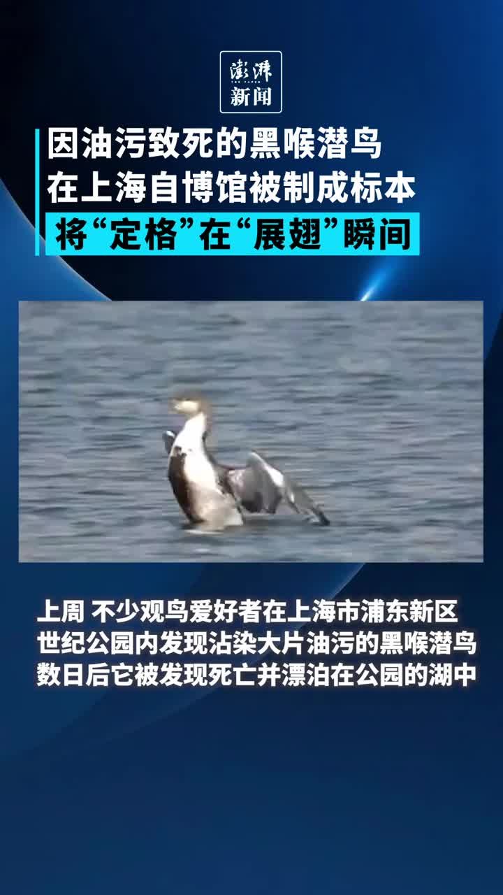 因油污致死的黑喉潜鸟在上海自博馆成为标本，定格在展翅瞬间