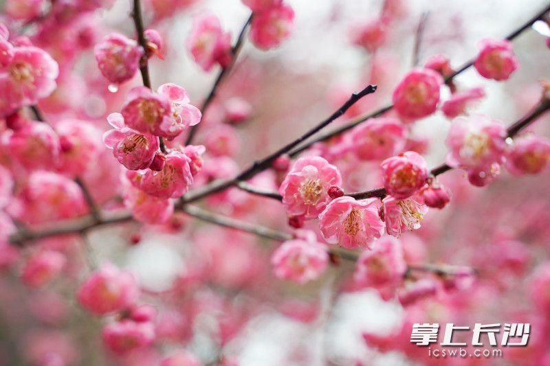 植物园梅园内，宫粉梅花美艳绽放。 长沙晚报全媒体记者 易亿 摄