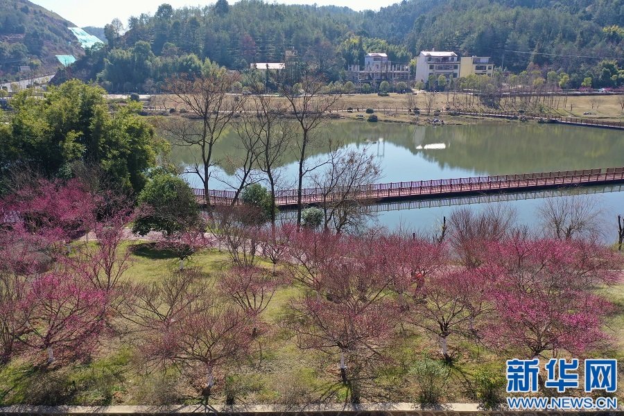 江西省上犹县南湖国家湿地公园梅花绽放。新华网发 彭启明 摄