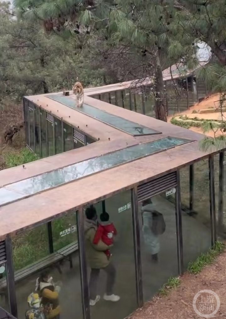 ▲老虎在长廊顶上“巡山”。