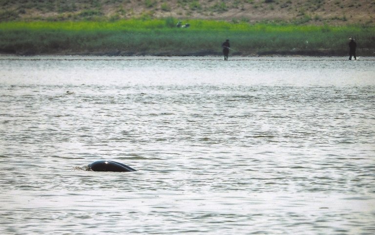 2022年5月6日,在南昌市东湖区扬子洲镇渔业村,良好的生态环境吸引了大批长江江豚栖息繁衍。