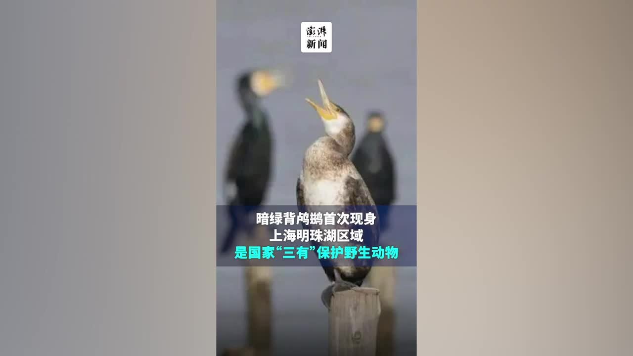 暗绿背鸬鹚首现上海明珠湖，与普通鸬鹚的区别你知道吗？