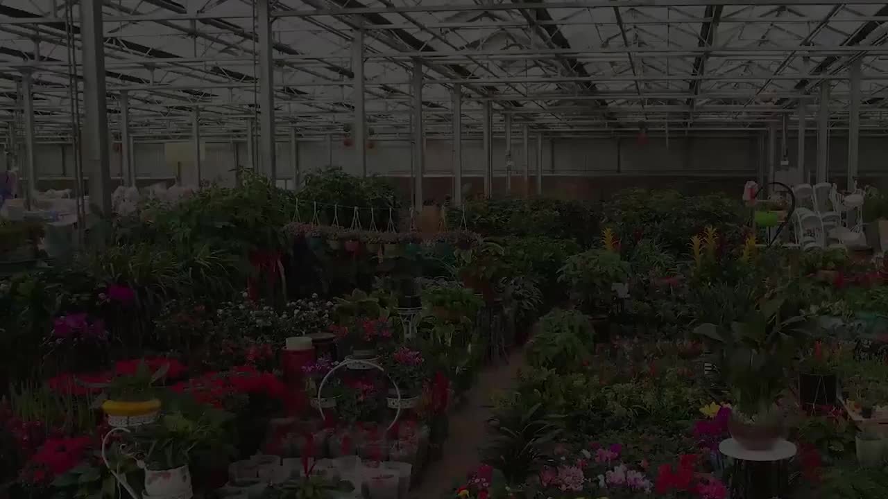 新疆和田花卉市场春意浓浓