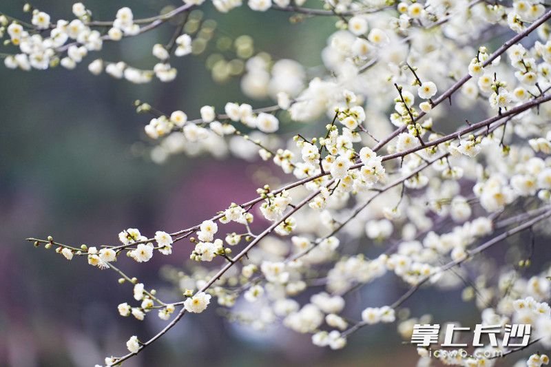 2月9日，湖南省植物园梅花盛开，梅香四溢。 长沙晚报全媒体记者 易亿 摄