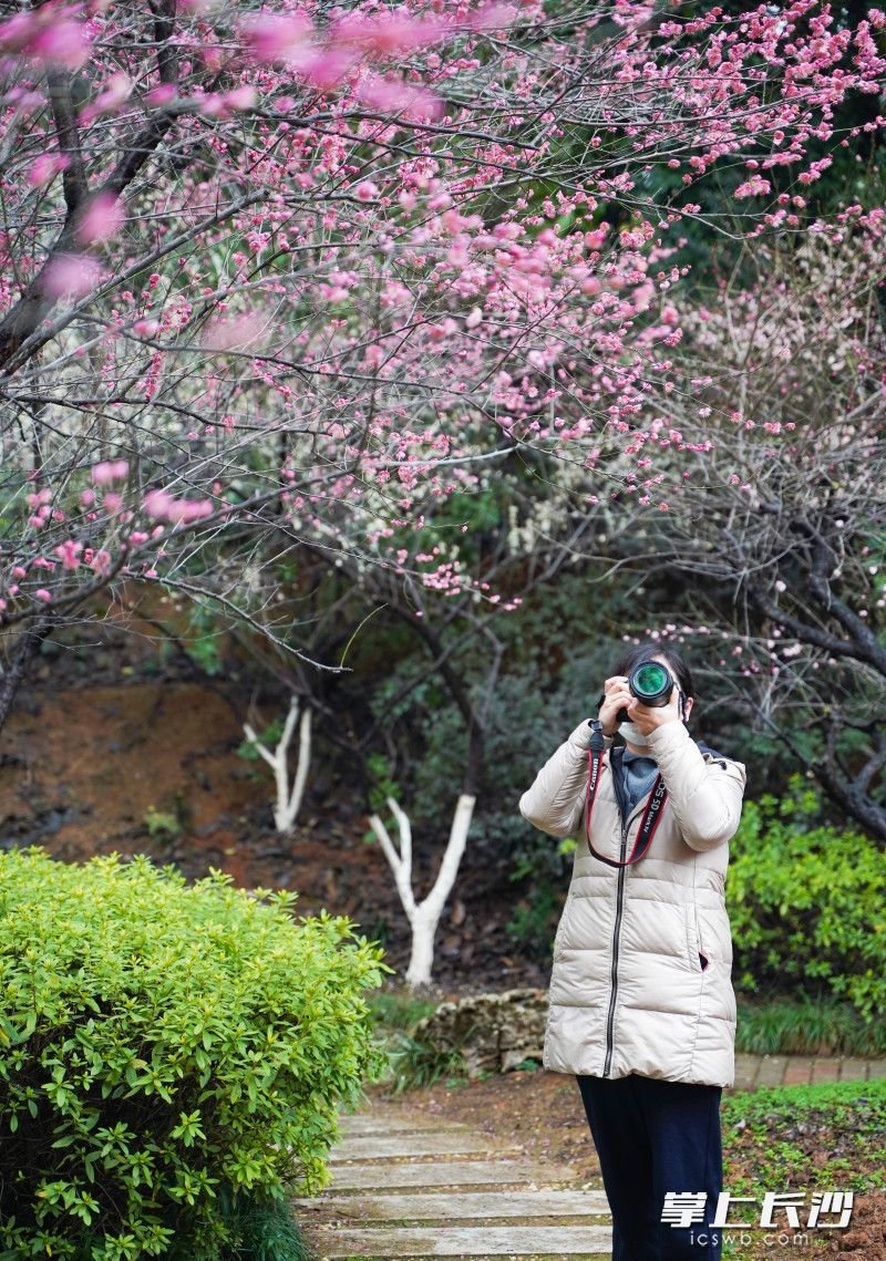 市民游客带上相机来到植物园拍照打卡。 长沙晚报全媒体记者 易亿 摄