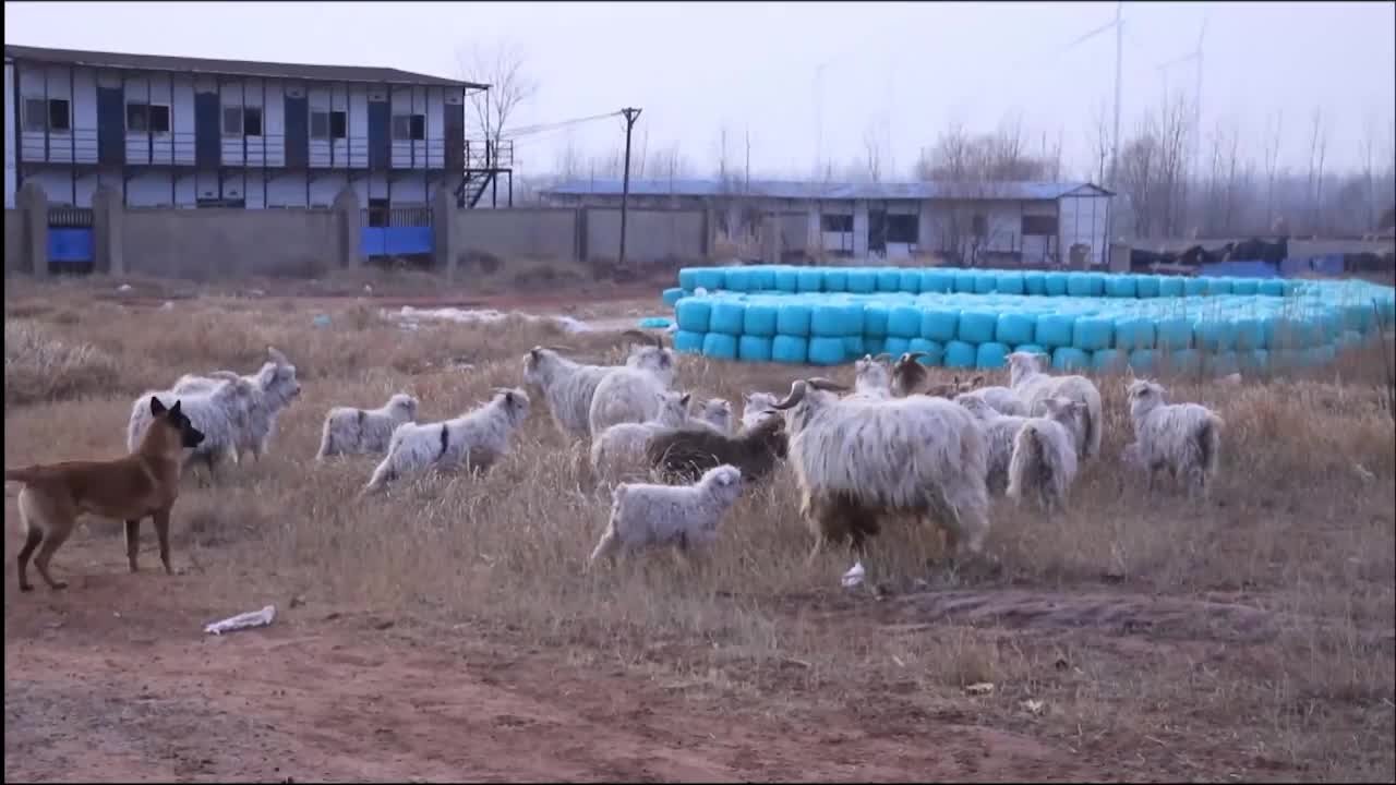 37只羊迷途失踪,警方用无人机热成像找回_凤凰网视频_凤凰网