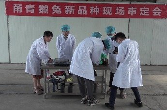 标杆品种！全国首个彩色獭兔新品种“甬青獭兔”育种成功