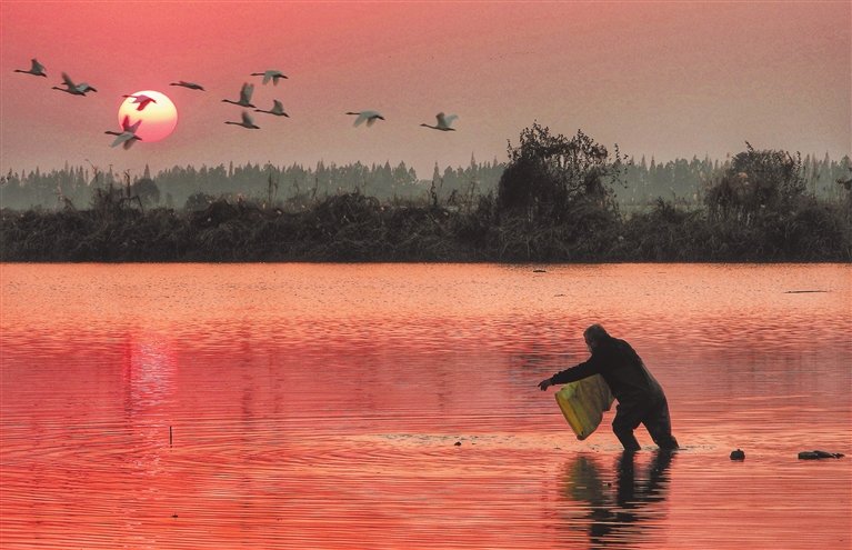 位于南昌高新区的鲤鱼洲,是鄱阳湖畔的一块重要湿地,每年都有成群的白鹤、天鹅等珍稀鸟类来此越冬。2022年12月21日,五星白鹤保护小区的工作人员在给越冬候鸟补给食物。