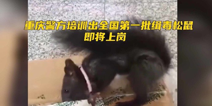 重庆警方培训出全国第一批缉毒松鼠，即将上岗