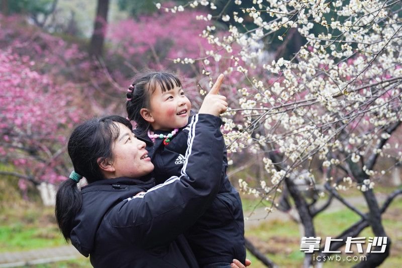 一位母亲抱着孩子近距离观赏梅花。 长沙晚报全媒体记者 易亿 摄