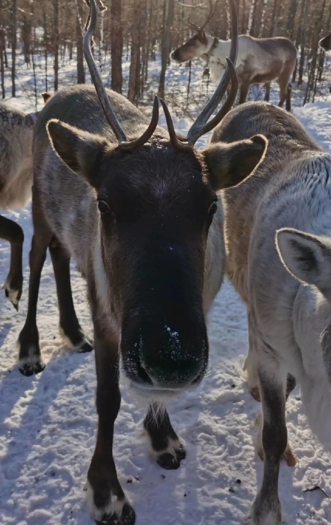 大兴安岭的驯鹿 © 顾桃