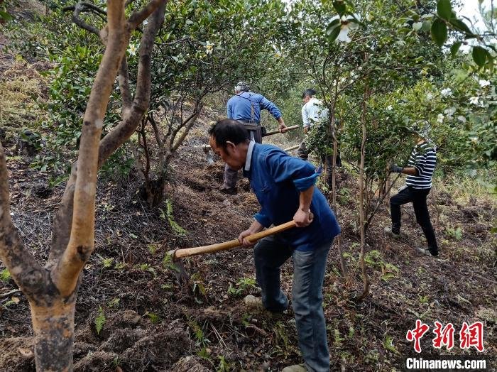 清理林地，溆浦林业发展生机盎然。　彭丽丽 摄